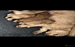 Cockapoo dogs for sale: Cream Female cockerpoo  - Image 3