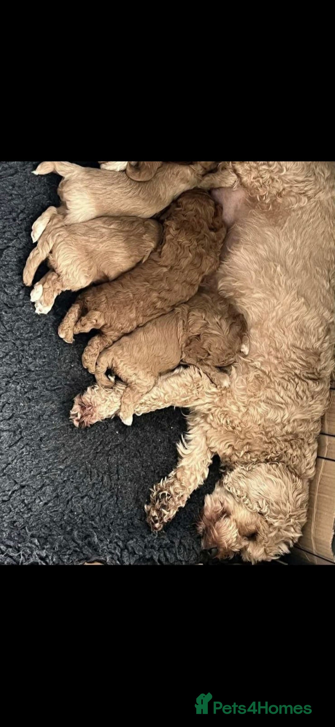 Cockapoo dogs for sale: Cream Female cockerpoo  - Image 3