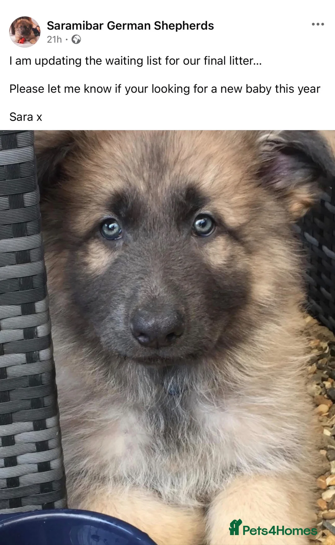 German Shepherd dogs for sale: Blue/tan KC pedigree German Shepherd puppies - Advert 5