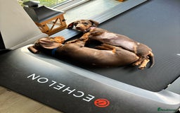 Miniature Dachshund dogs for sale: 💛 Loving Dapple Miniature Dachshund Pair 💛 - Image 13