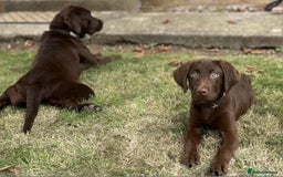 Labrador Retriever dogs for sale: 2 Pedigree Chocolate Male lab puppies for sale - Image 2