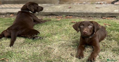 Labrador Retriever dogs - Advert 13