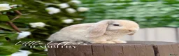 Mini Lop rabbits for sale: Young Mini Lop Male - Harlequin  - Advert 5