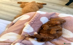 Miniature Poodle dogs for sale: Kc reg mini poodle 5 generation pedigree - Advert 13