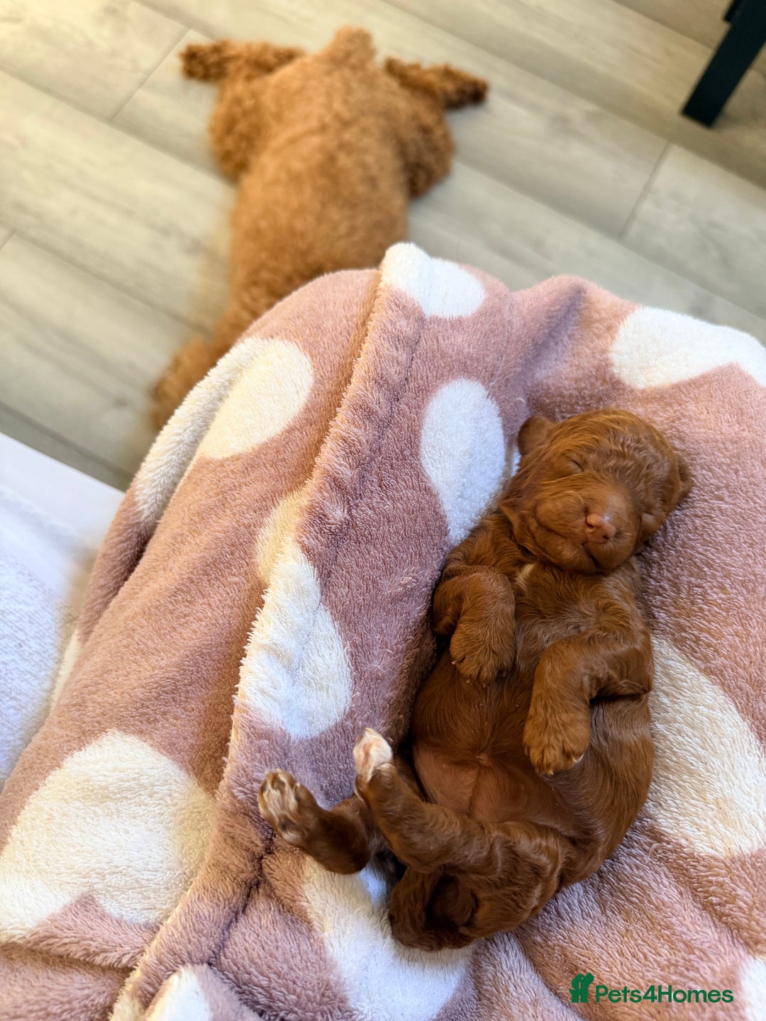 Miniature Poodle dogs for sale: Kc reg mini poodle 5 generation pedigree - Advert 13