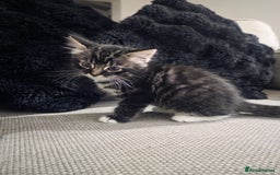 Domestic Shorthair cats for sale: Three beautiful boys ready to leave  - Image 11