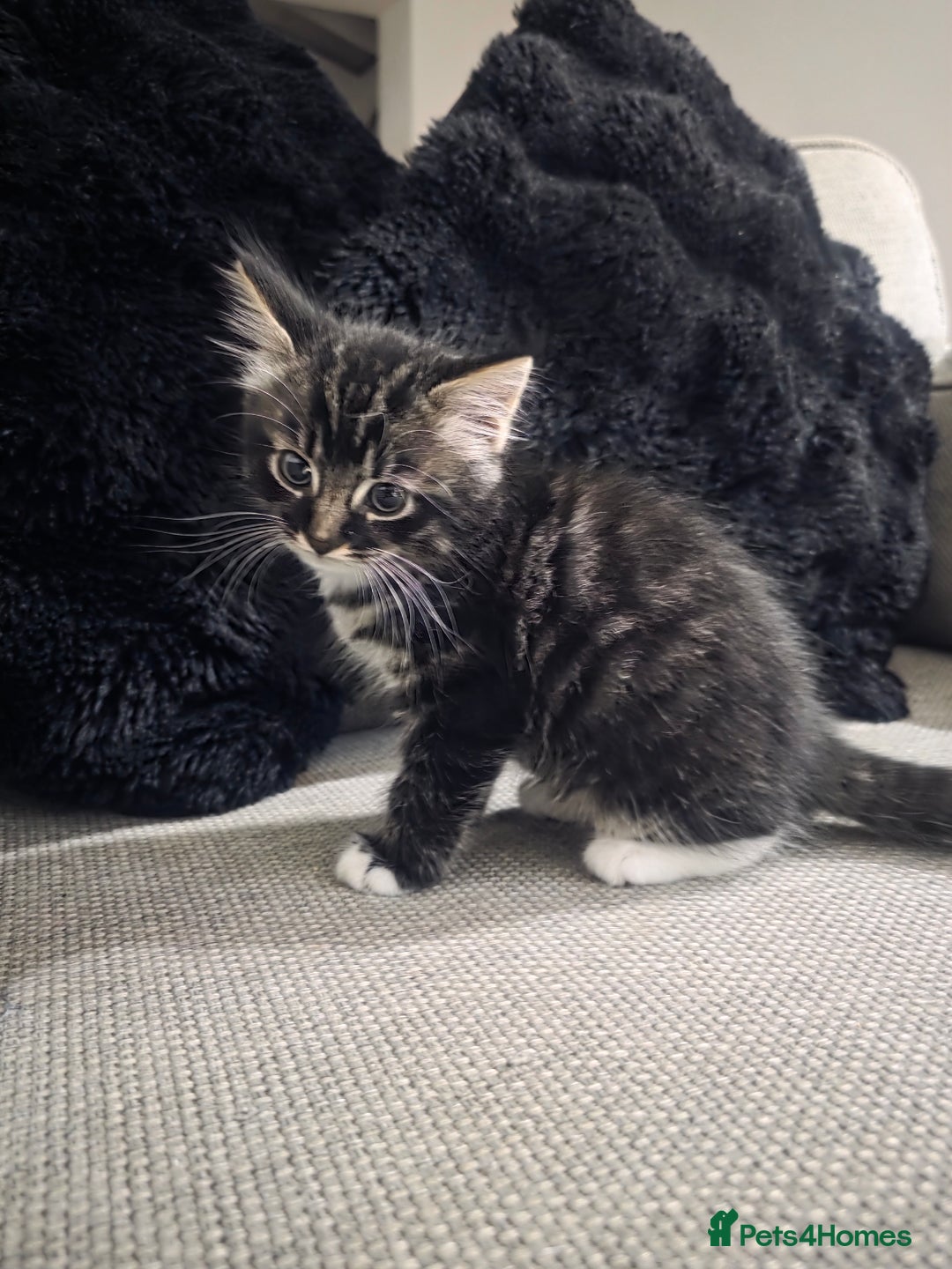 Domestic Shorthair cats for sale: Three beautiful boys ready to leave  - Image 11