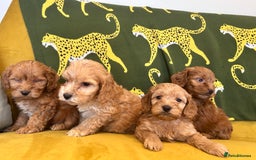Cockapoo dogs for sale: Litter of 8 F1 cocapoos - Image 2