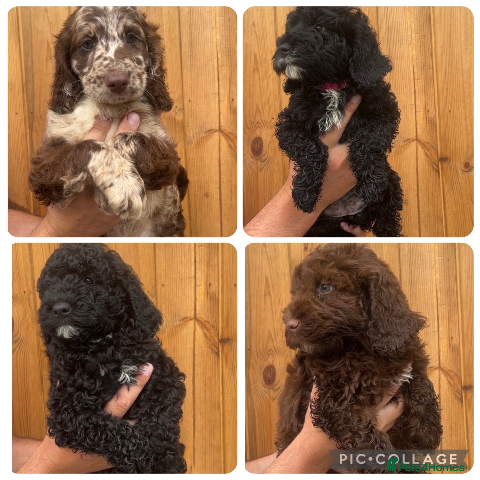 Sproodle dogs READY TO LEAVE STUNNING F2 SPROODLES - Advert 12