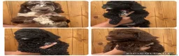 Sproodle dogs for sale: 2 GIRLS LEFT PRA CLEAR SPROODLES - Advert 12