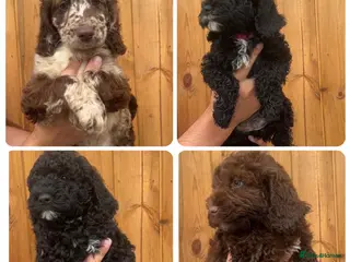 Sproodle dogs READY TO LEAVE STUNNING F2 SPROODLES - Advert 12