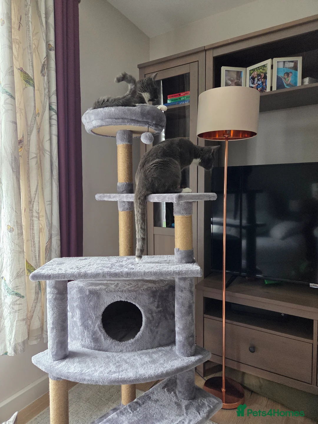 Mixed Breed cats for sale: Bonded Pair Cats Ronnie & Reggie *Free* - Advert 11