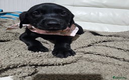 Labrador Retriever dogs for sale: 2boys / 4 girls  READY TODAY FOR FOREVER HOMES - Image 26