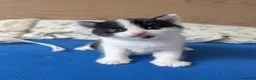 Domestic Shorthair cats for sale: 2 black&white kittens looking for home !  in London - Advert 6