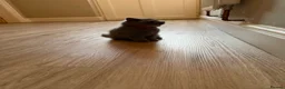 British Shorthair cats for sale: GCCF Blue BSH chunky champion lines - Advert 7