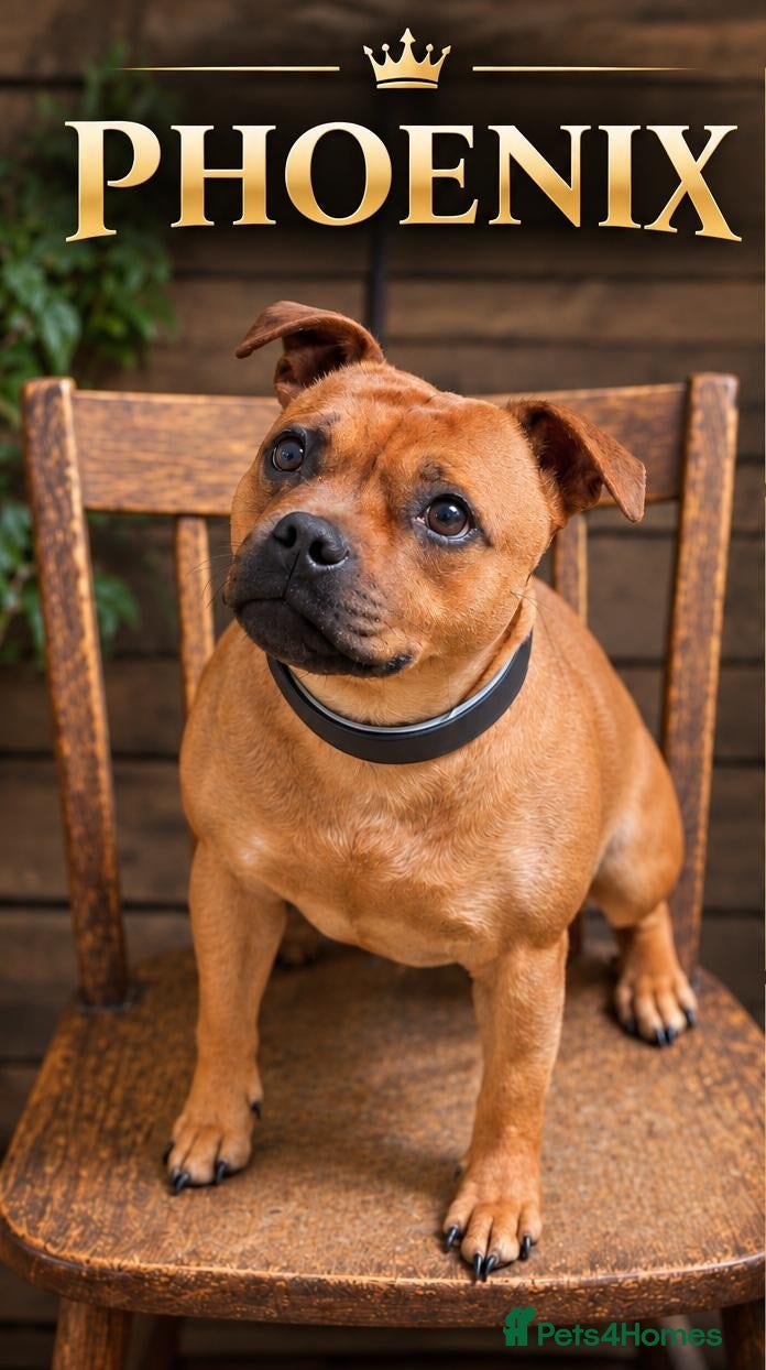 Staffordshire Bull Terrier dogs SOLID RED FEMALE AVAILABLE  - Advert 2