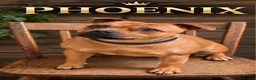 Staffordshire Bull Terrier dogs for sale: SOLID RED FEMALE AVAILABLE  - Advert 2