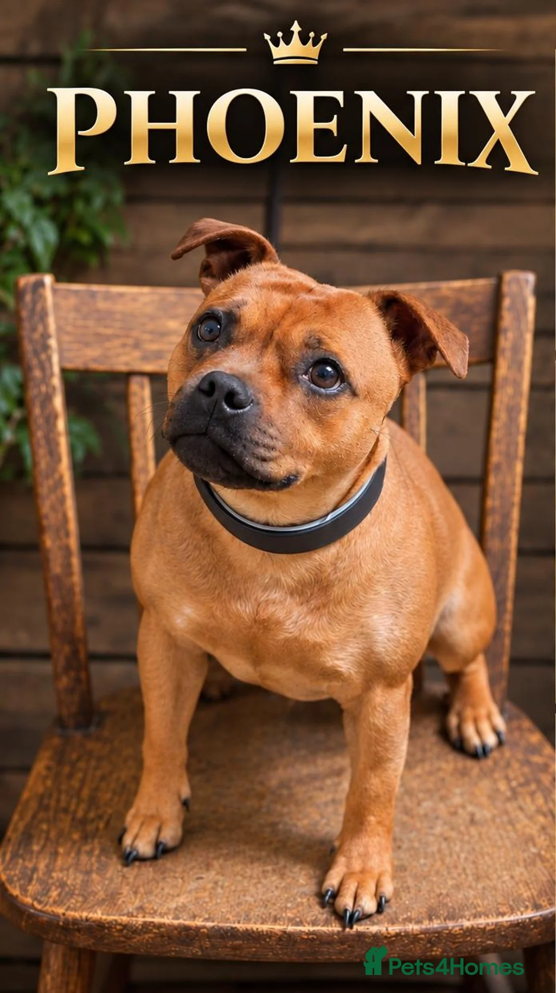 Staffordshire Bull Terrier dogs for sale: SOLID RED FEMALE AVAILABLE  - Advert 2