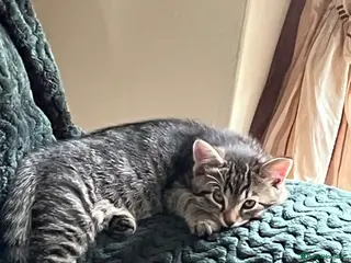 Mixed Breed cats Mixed Breed kittens - Advert 5