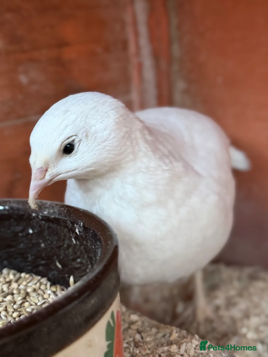 Quail poultry for sale: 14 Coturnix Quail for sale - Advert 13