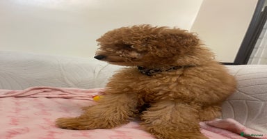 Toy Poodle dogs - Advert 4