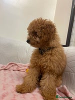 Toy Poodle dogs - Advert 1