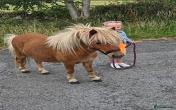 Shetland pony horses for sale: Beautiful 7h Mini shetland Gelding  - Image 3