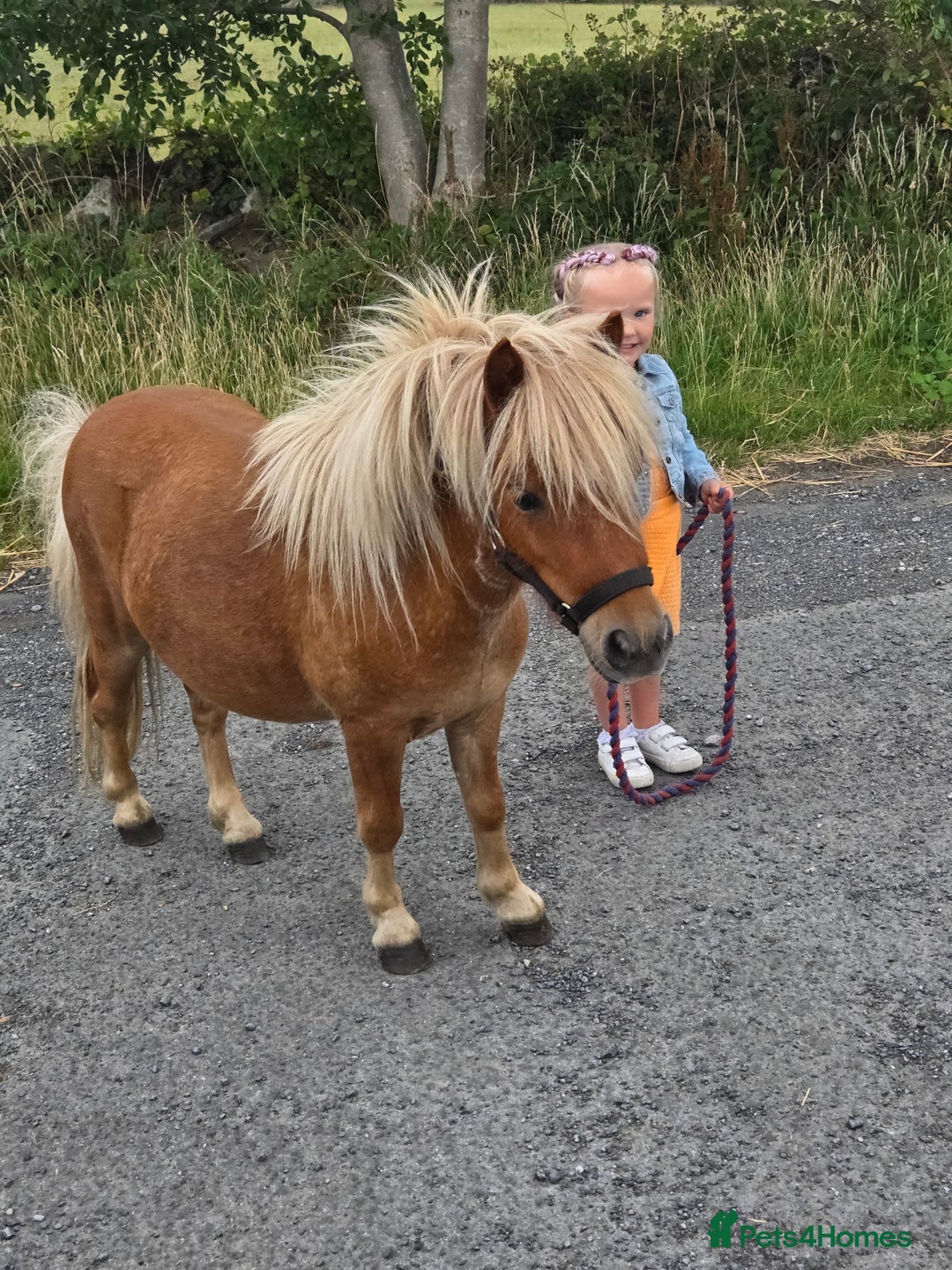 Shetland pony horses for sale: Beautiful 7h Mini shetland Gelding  - Image 3