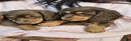 Miniature Dachshund dogs for sale: Beautiful Long-Haired Miniature Dachshund Puppies  - Advert 5