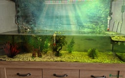 Turtle reptiles for sale: 2 musk turtles and tank - Image 2