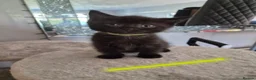 British Shorthair cats for sale: British Shorthair x Domestic Shorthair - Advert 22