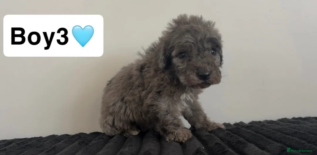 Cockapoo dogs for sale: Cockapoo puppies  - Advert 16