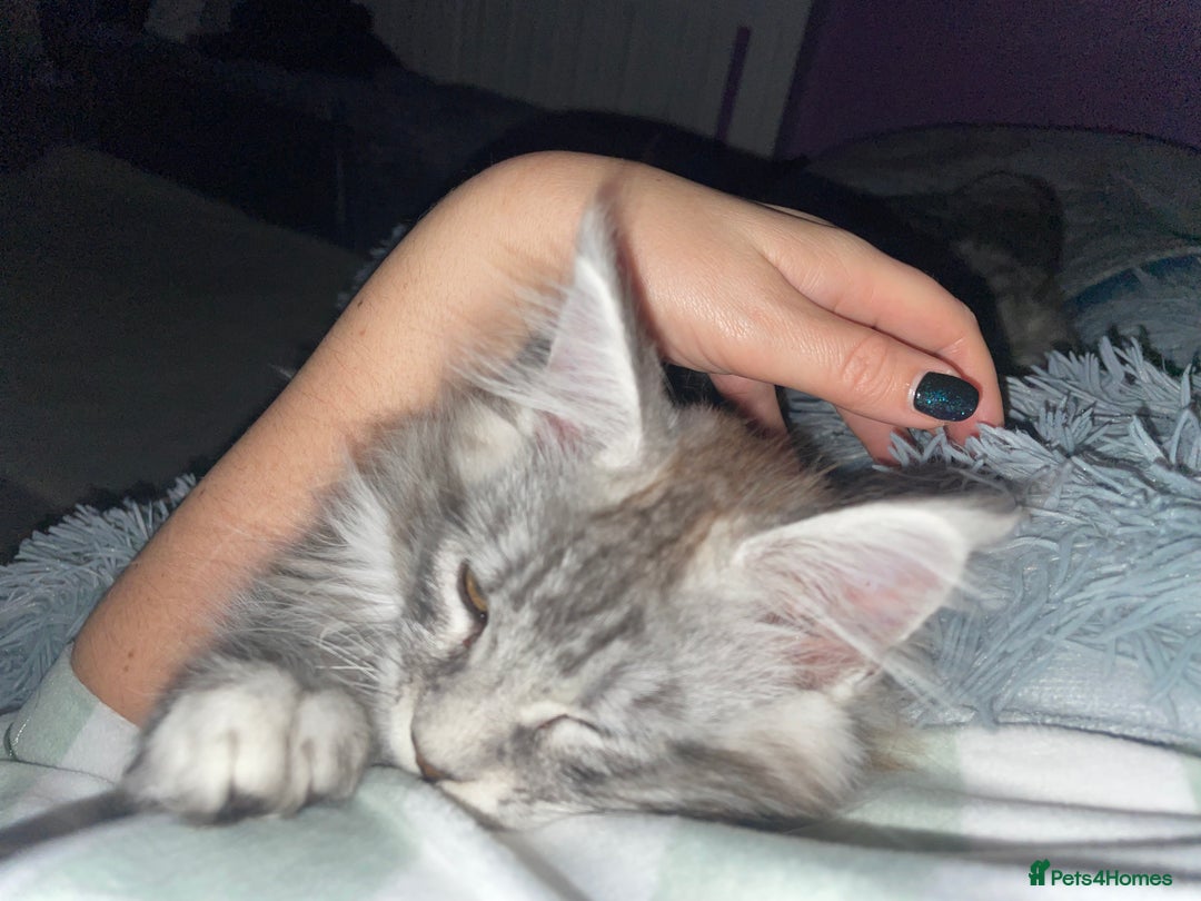 Maine Coon cats for sale: TICA registered Maine coon kittens  - Image 29