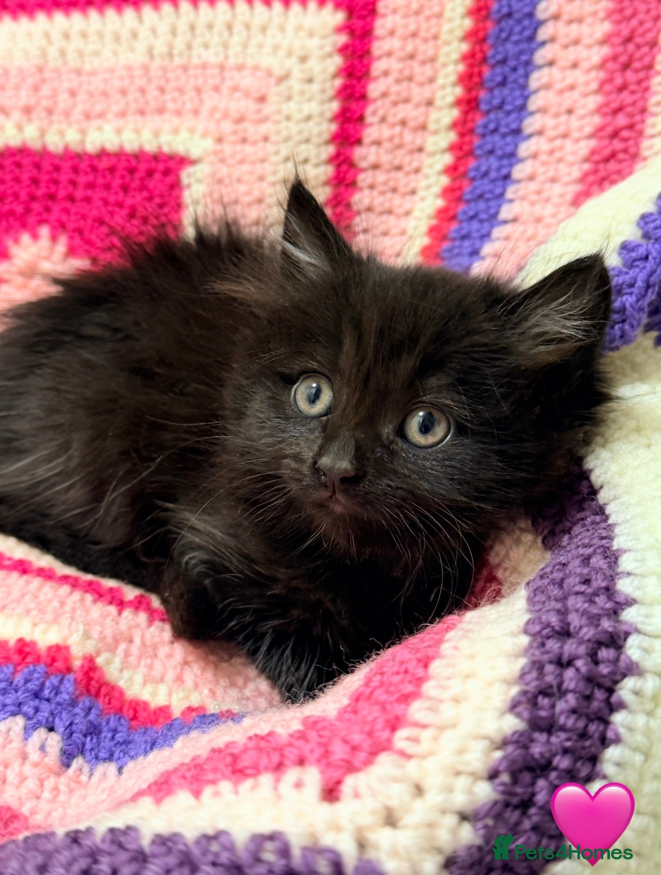 Mixed Breed cats 💠 MAINE COON X RAGDOLL *PARENTS HEALTH TESTED* 💠 - Advert 1