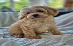 Cavapoochon dogs for sale: F1b MOYEN MERLE CAVAPOOCHON PUPS - Image 24