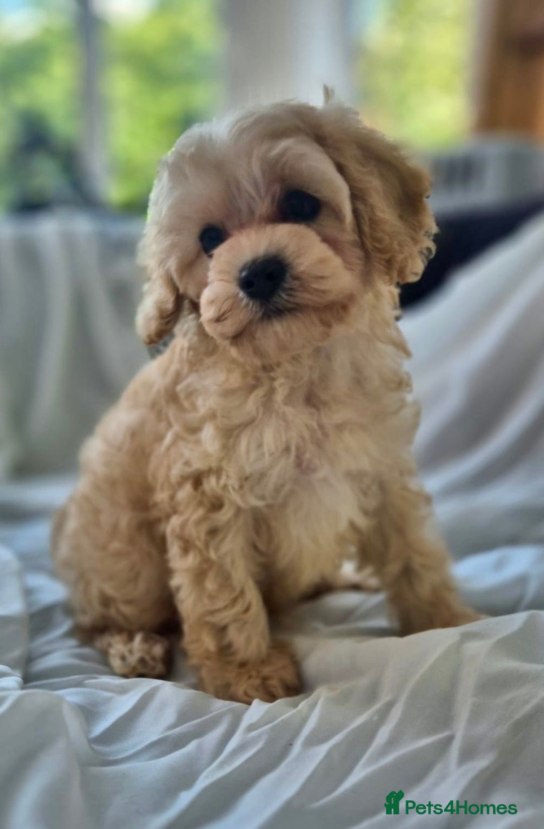 Cavapoochon dogs for sale: F1b MOYEN MERLE CAVAPOOCHON PUPS - Image 24