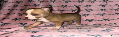Chihuahua Puppy 4