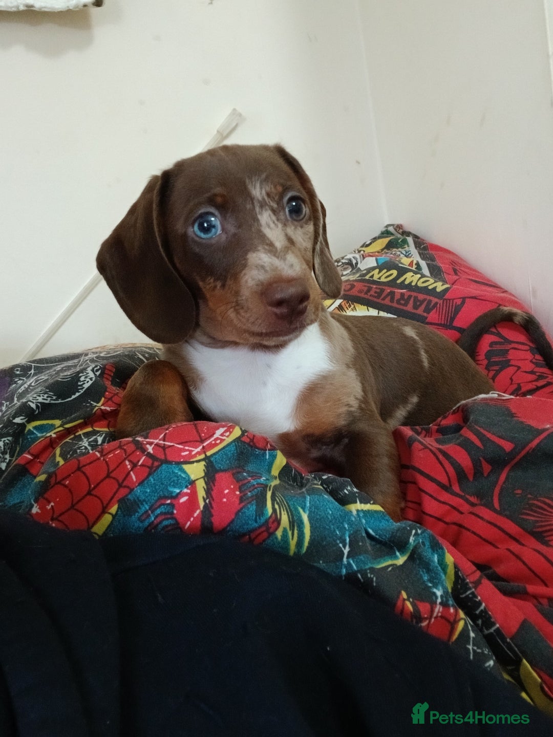 Miniature Dachshund dogs for sale: Female Minature Dachshund - Advert 5