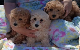 Cavapoo dogs for sale: Cavapoo puppy's  - Image 6