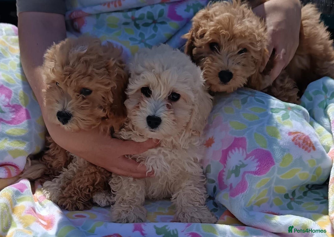 Cavapoo dogs for sale: Cavapoo puppy's  - Image 6