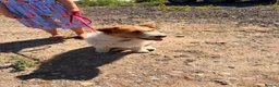 Jack Russell dogs for sale: Delightful Miniature Jack Russell Pups - Advert 5