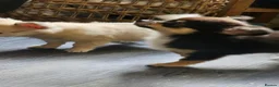 Chihuahua dogs for sale: **Ready Now ** Chihuahua Puppies ️ KC Registered  in Bristol - Advert 21