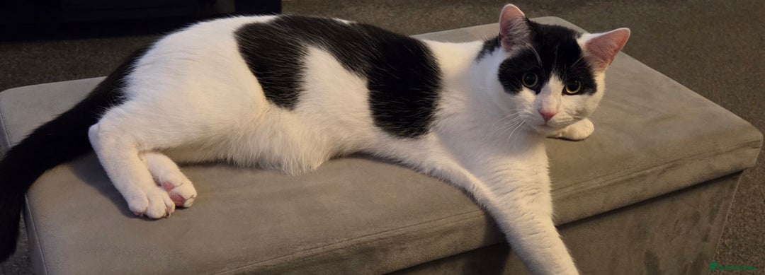 Domestic Shorthair cats for sale: Cat to be rehomed  - Advert 3