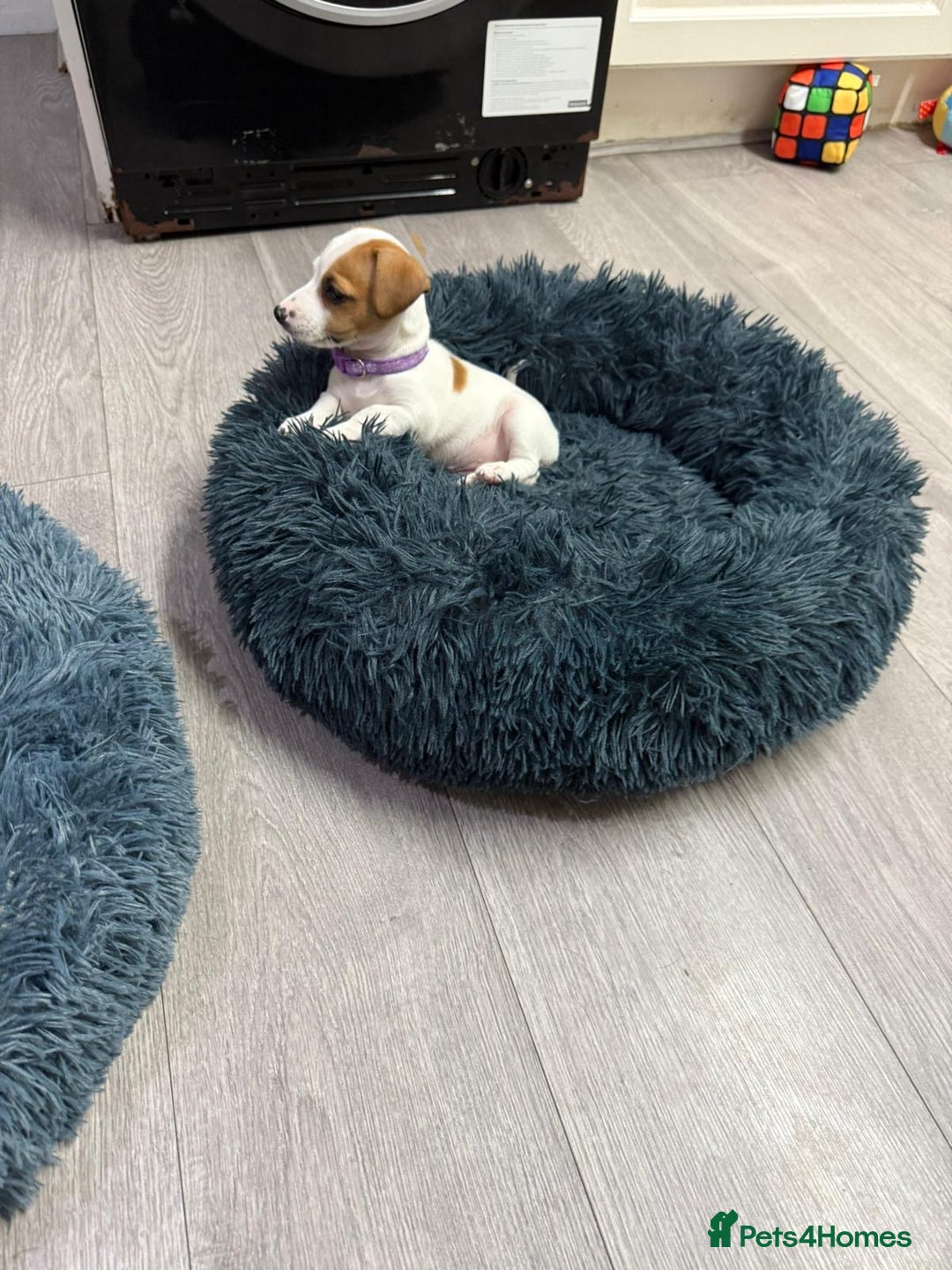 Jack Russell dogs for sale: 8 Week Old Jack Russel Puppies  - Advert 6