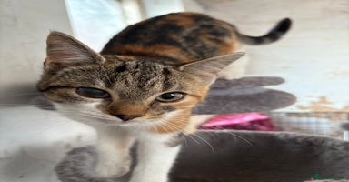 Mixed Breed cats - Advert 7
