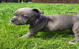 Staffordshire Bull Terrier dogs for sale: Reduced, remaining 2 KC Blue SBT - Image 10