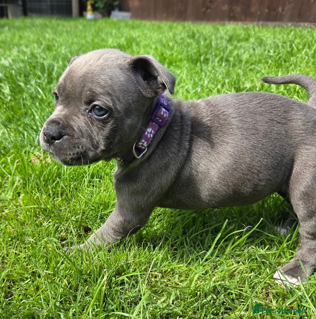 Staffordshire Bull Terrier dogs for sale: Reduced, remaining 2 KC Blue SBT - Image 10