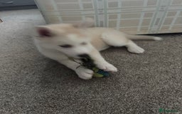 Siberian Husky dogs for sale: Adorable Husky Puppies  - Image 10