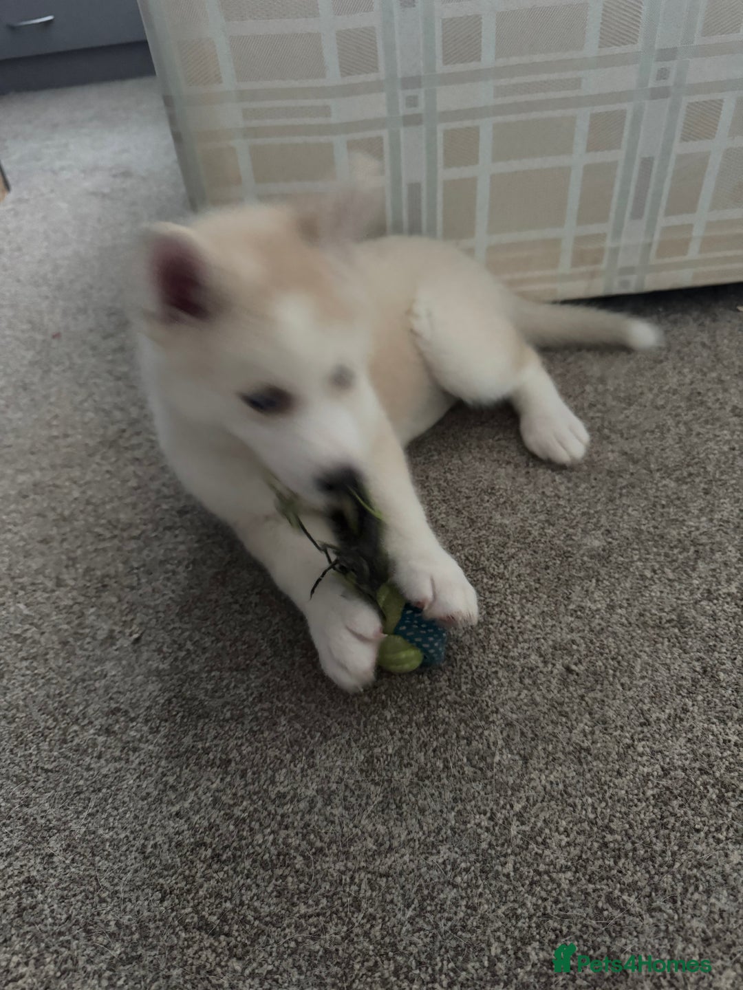 Siberian Husky dogs for sale: Adorable Husky Puppies  - Image 10