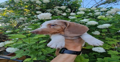 Dachshund dogs in Ware - Advert 5